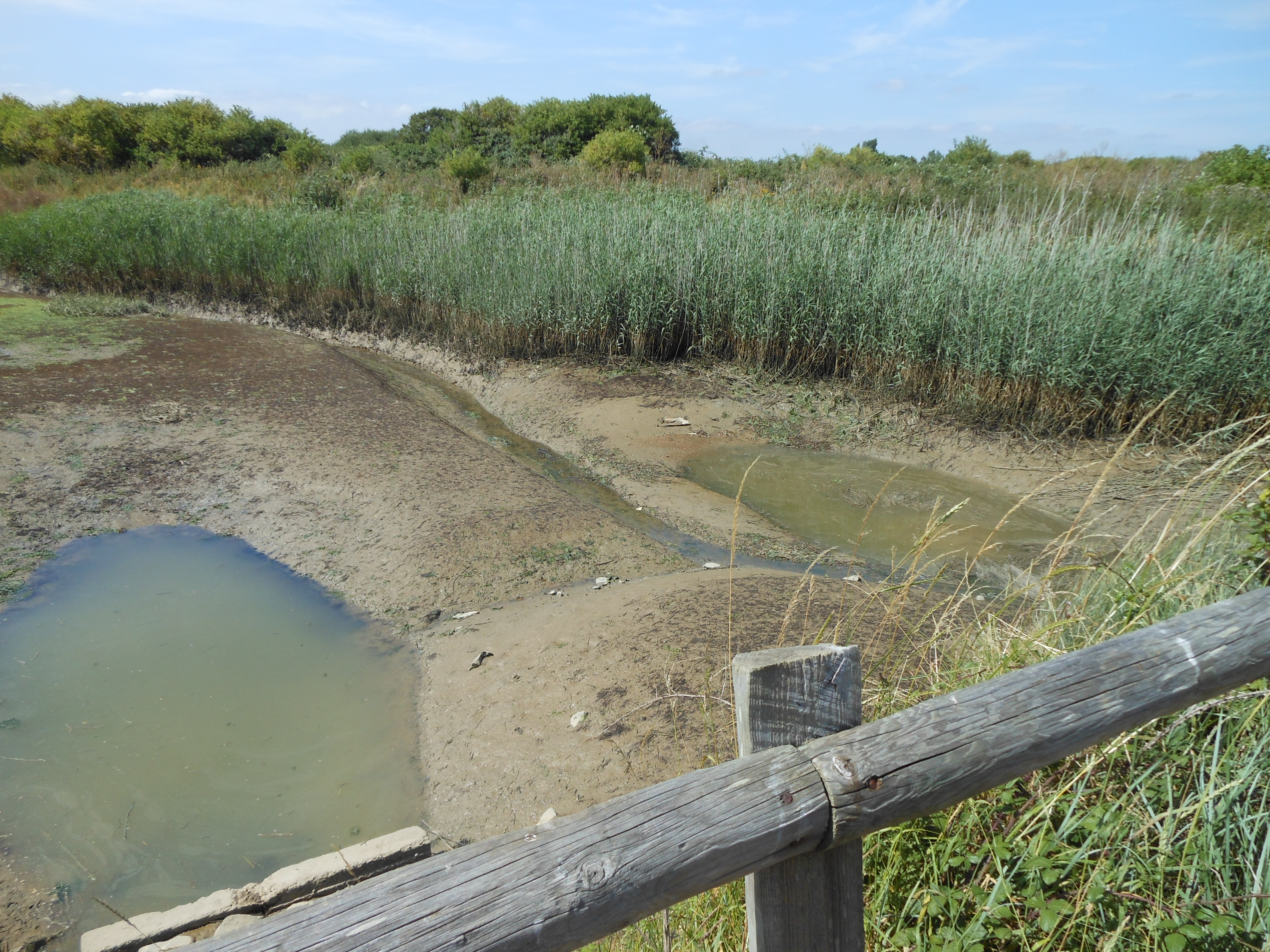 Well Dressings Bakewell